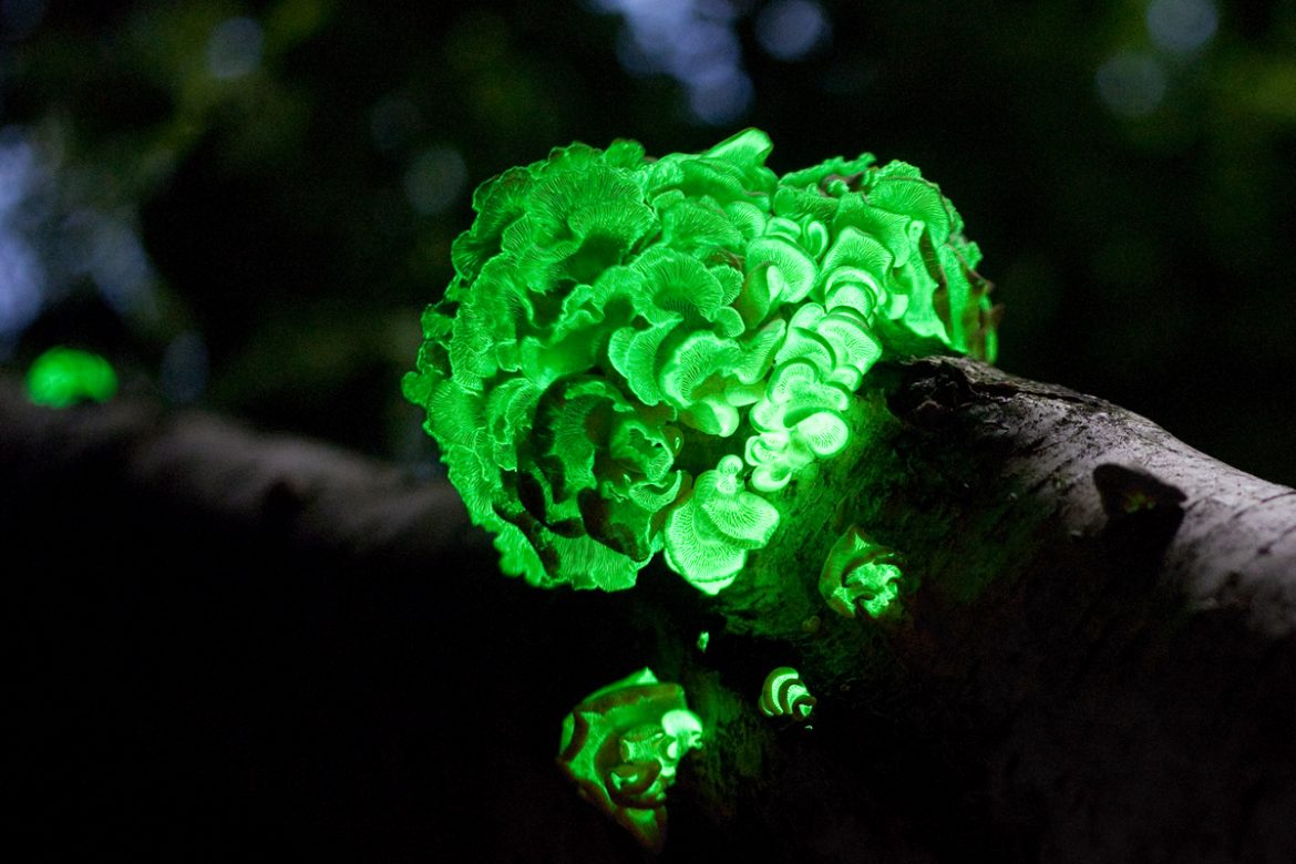 Herber Zwergknäuling: der biolumineszente Pilz