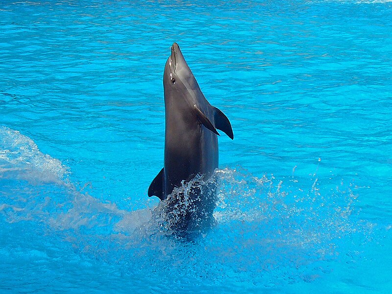 Delfine, süß… oder?