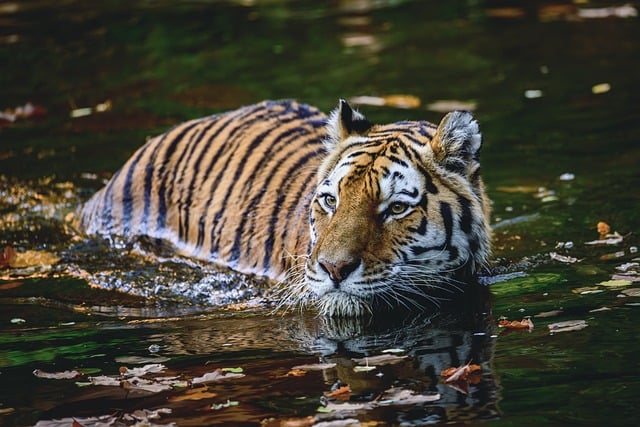 Tiger, süß und gefährlich